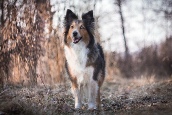 Un bel cane peloso con uno sguardo interessato