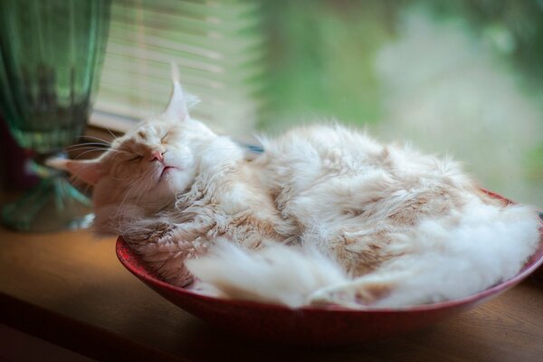 Gatto peloso che dorme a casa in una ciotola rossa