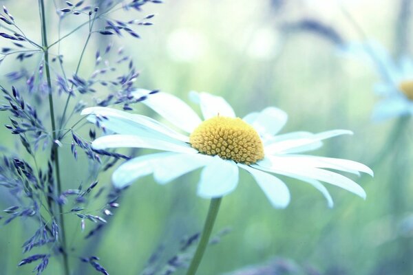 Chamomile close-up in nature