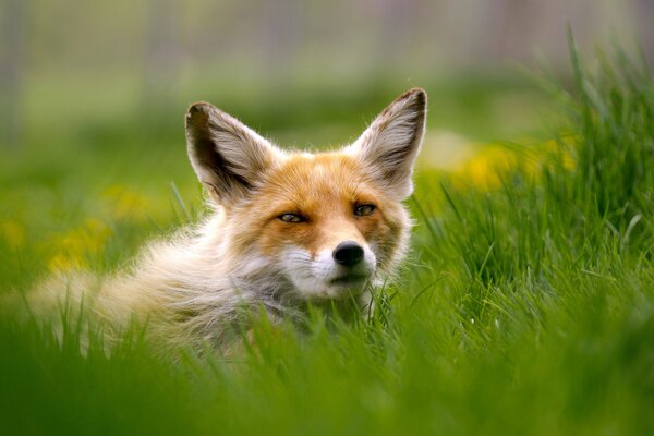 Der rothaarige Fuchs späht aus dem Gras