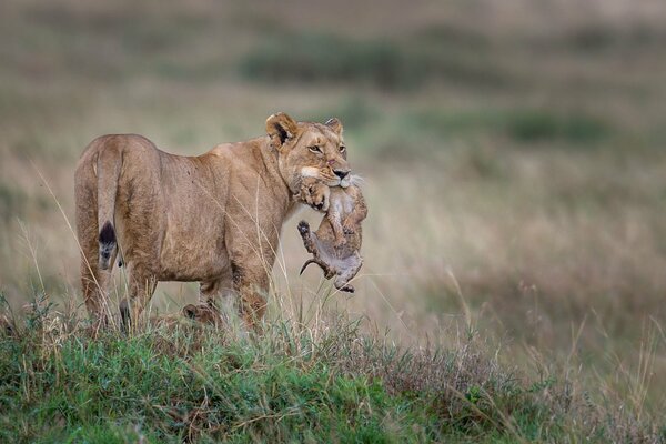 A lioness carries a lion cub in the wild