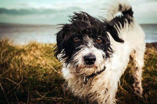 Il cane fangoso è uscito dall acqua a riva