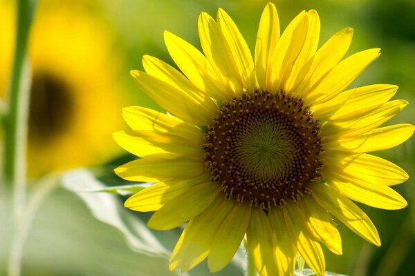 Ein Blick auf die gelben Blüten fügt eine sonnige Stimmung hinzu