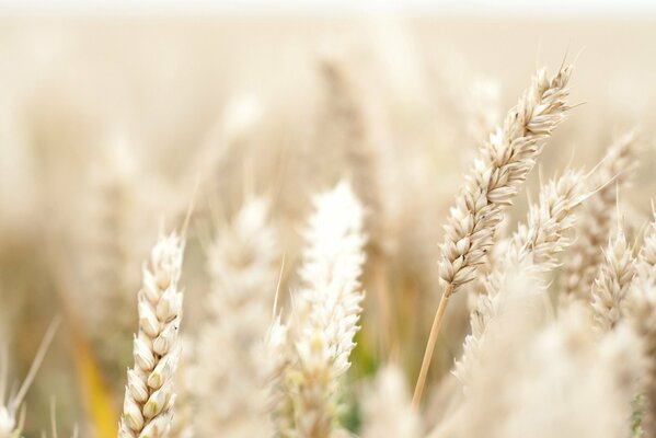 Fotografia macro di una spighetta di grano in un campo