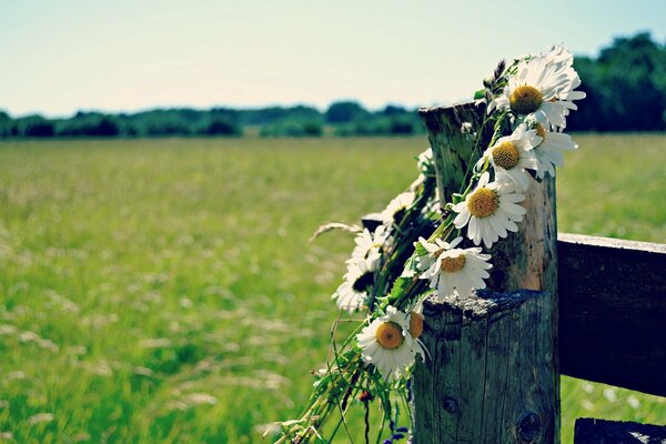 Daisies wreath fence summer