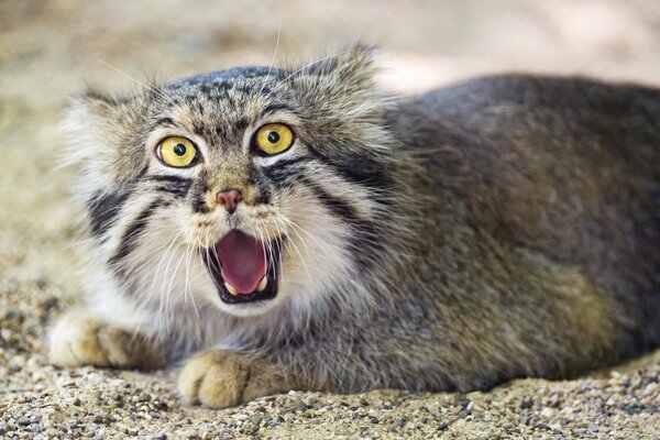 Manul aux yeux jaunes se trouve en ouvrant la bouche