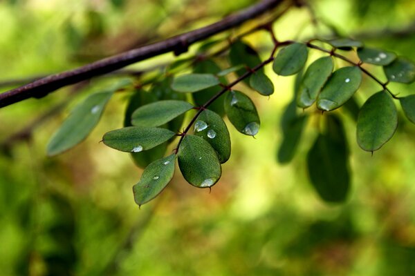 The leaves of the tree are covered with morning dew drops