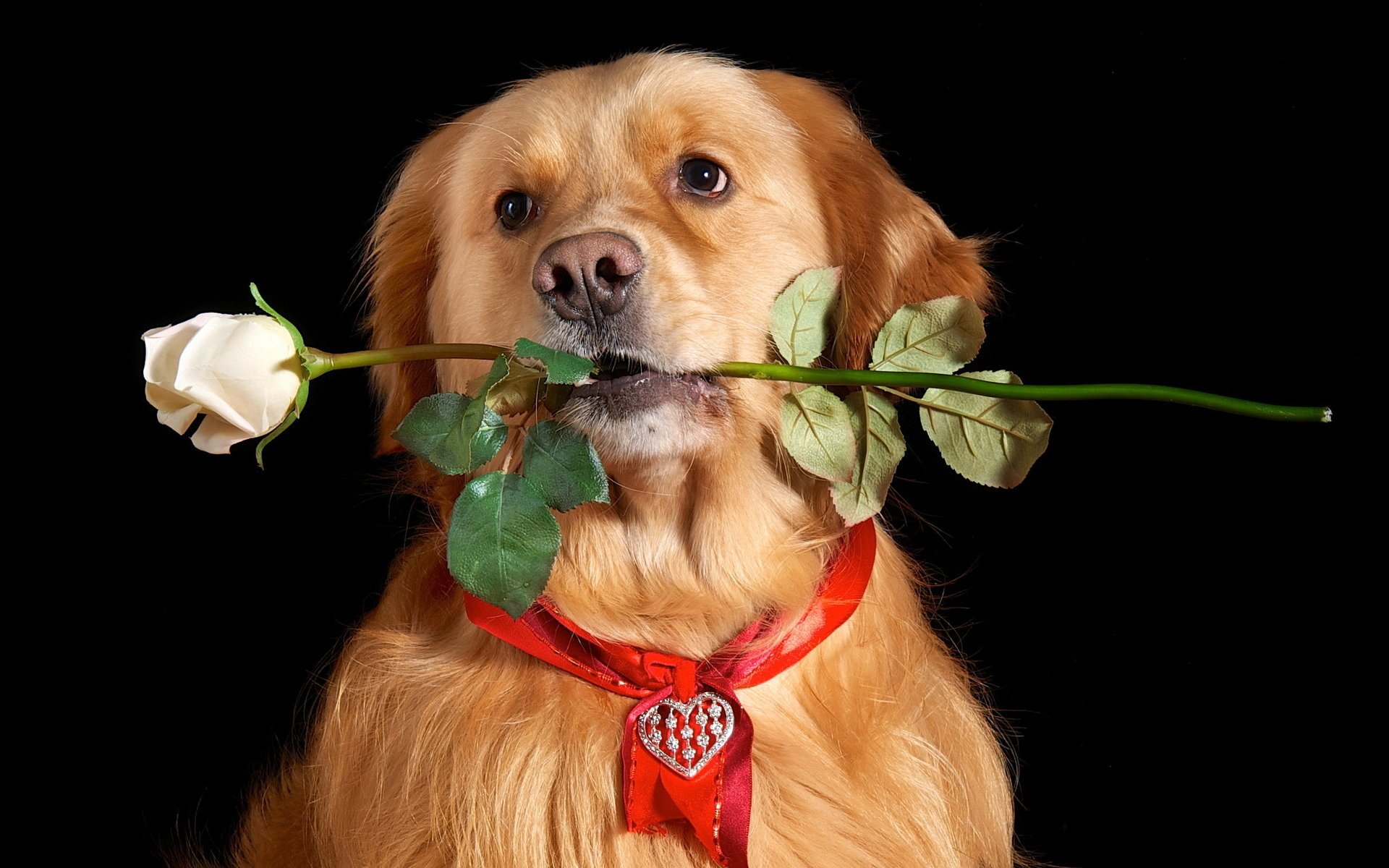 dog look each rose