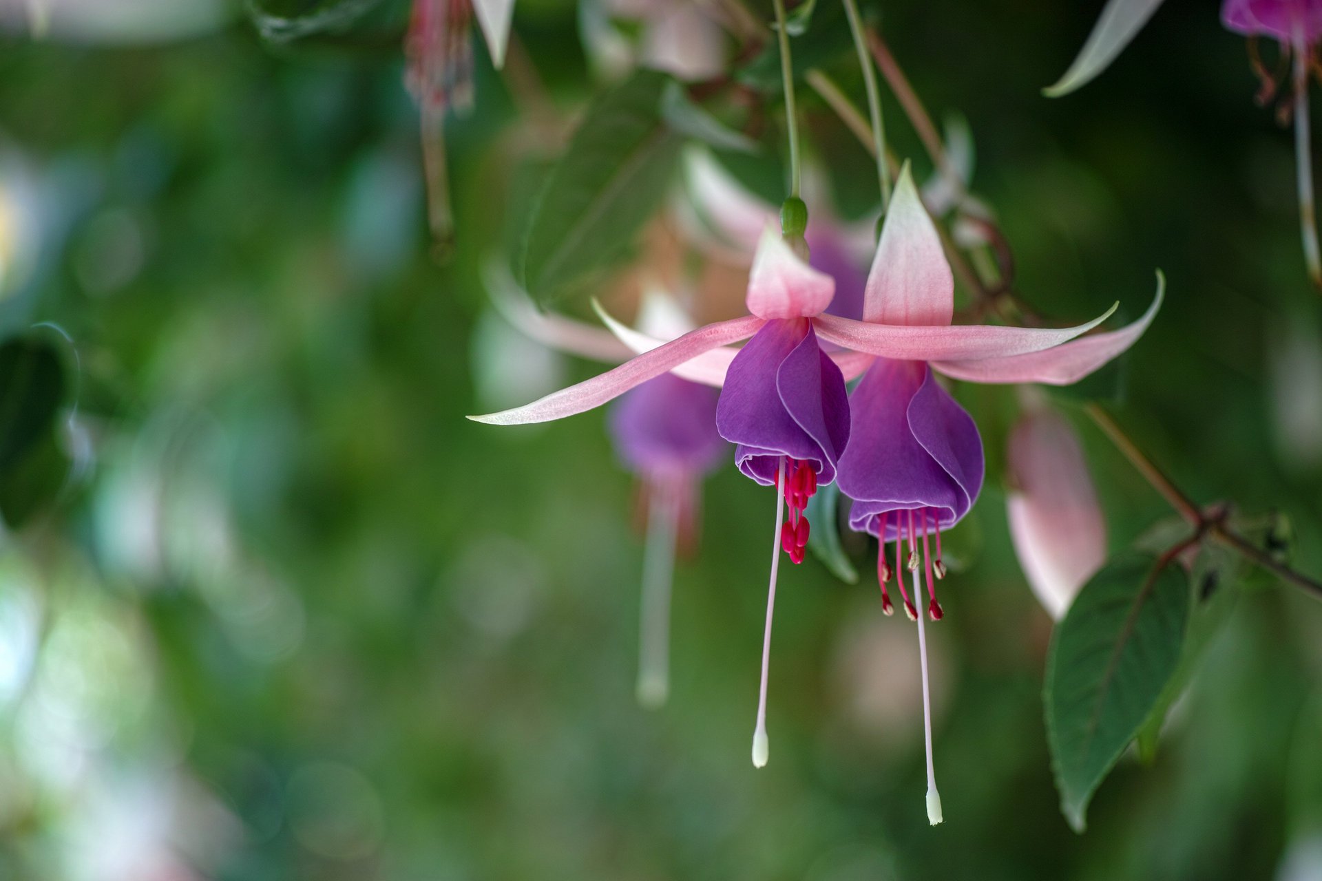 fuchsia rose lilas fond