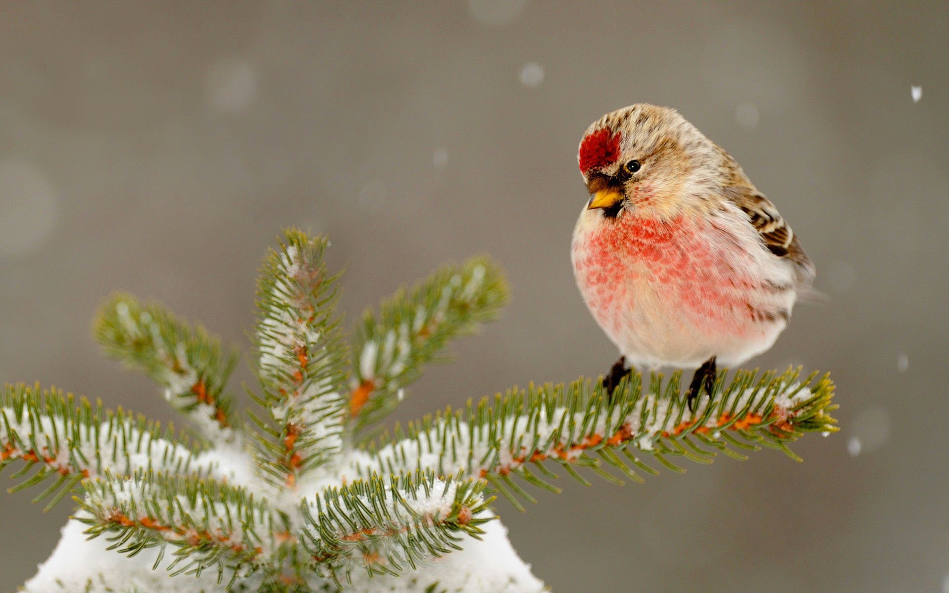 natur vogel weihnachtsbaum schnabel schnee winter nadeln