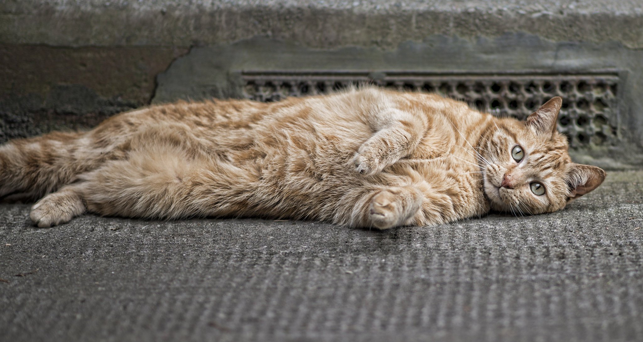 katze pfoten augen wolle rot schnurrbart ohren schnauze