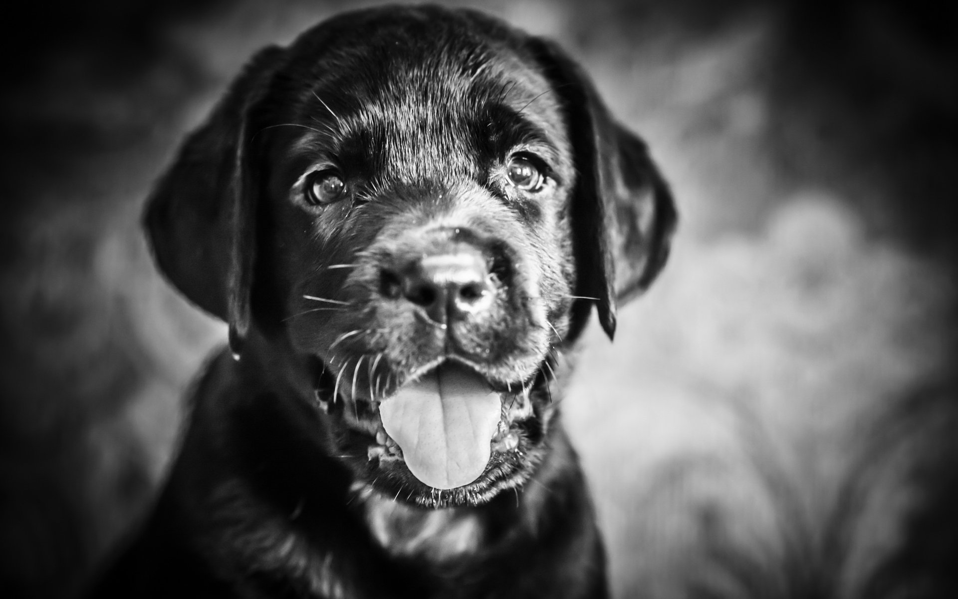 hund freund blick