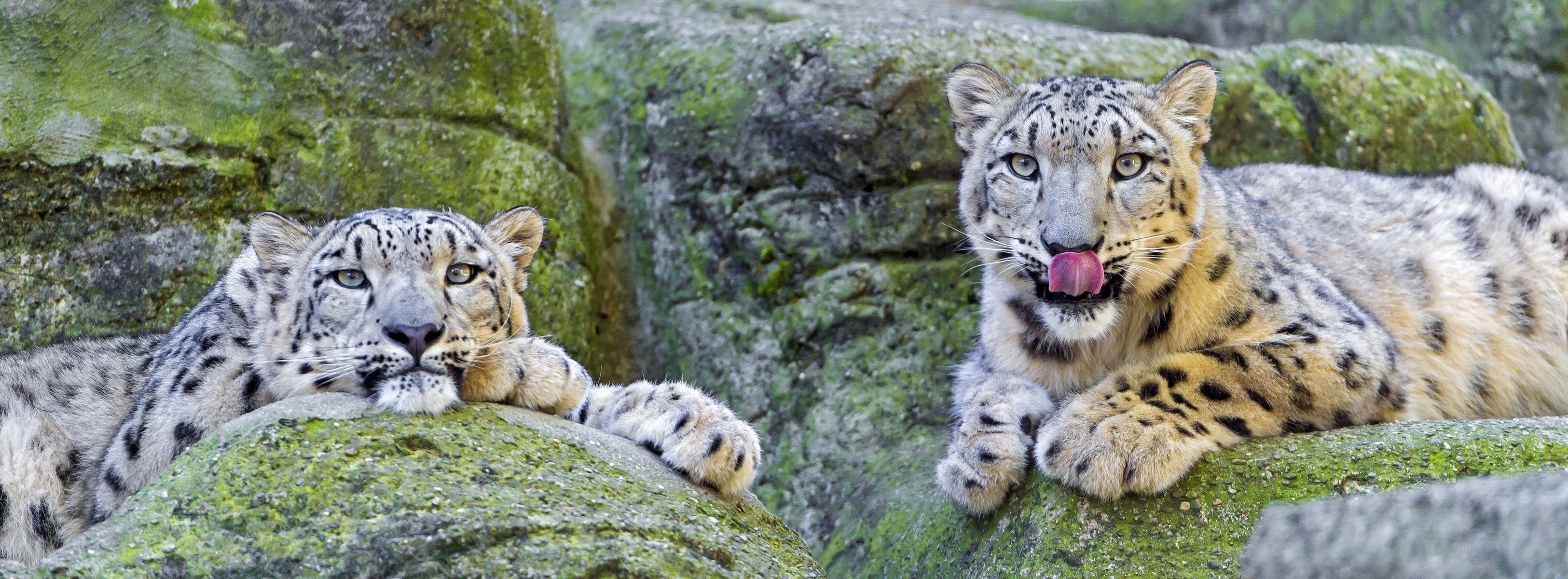 leopardo de las nieves piedras irbis