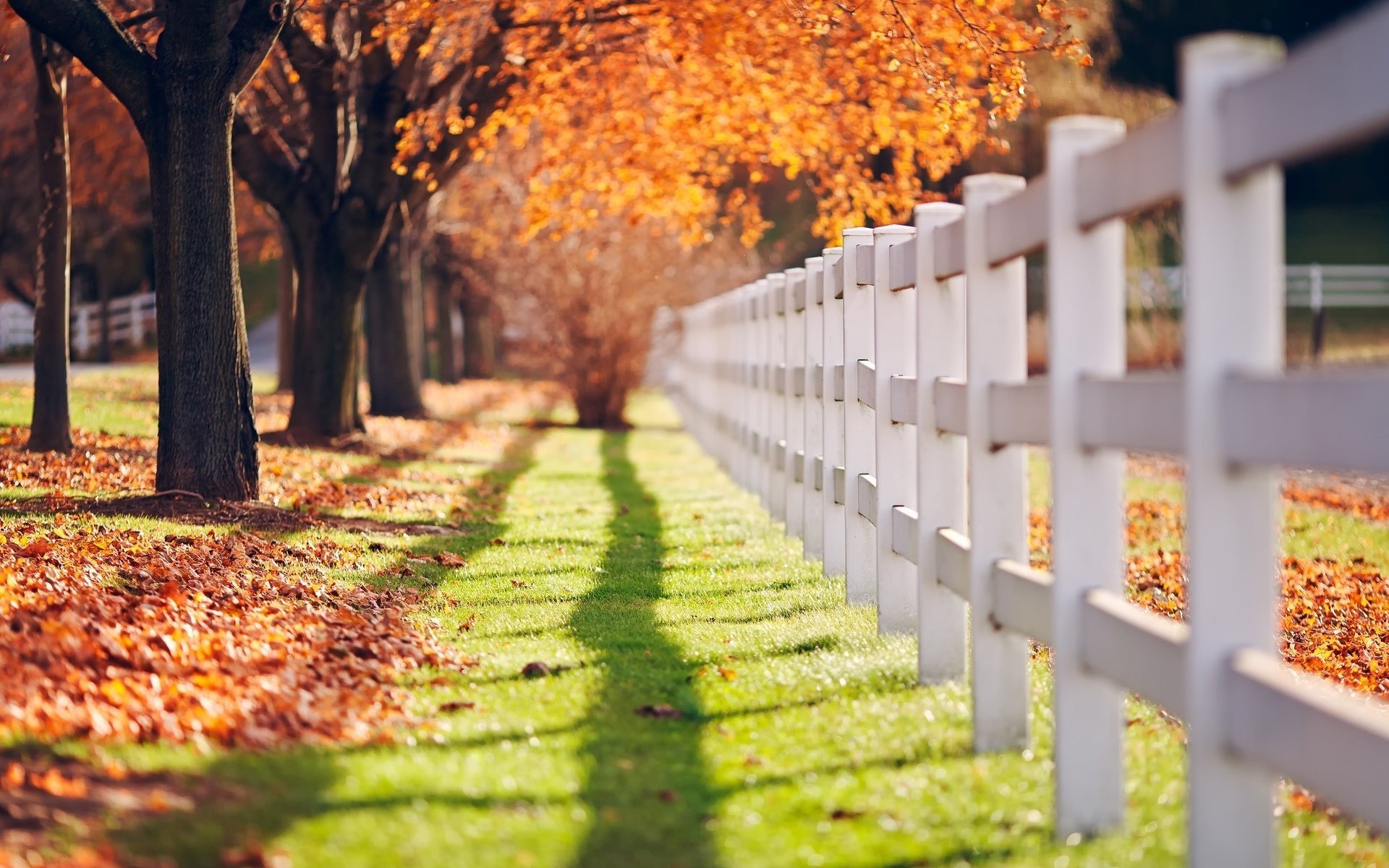 macro fence fence grass fencing greenery