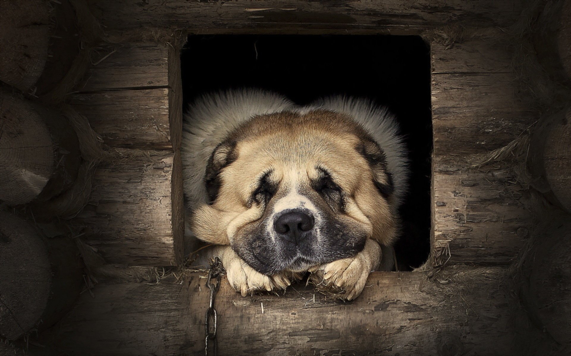 cane guardiano amico