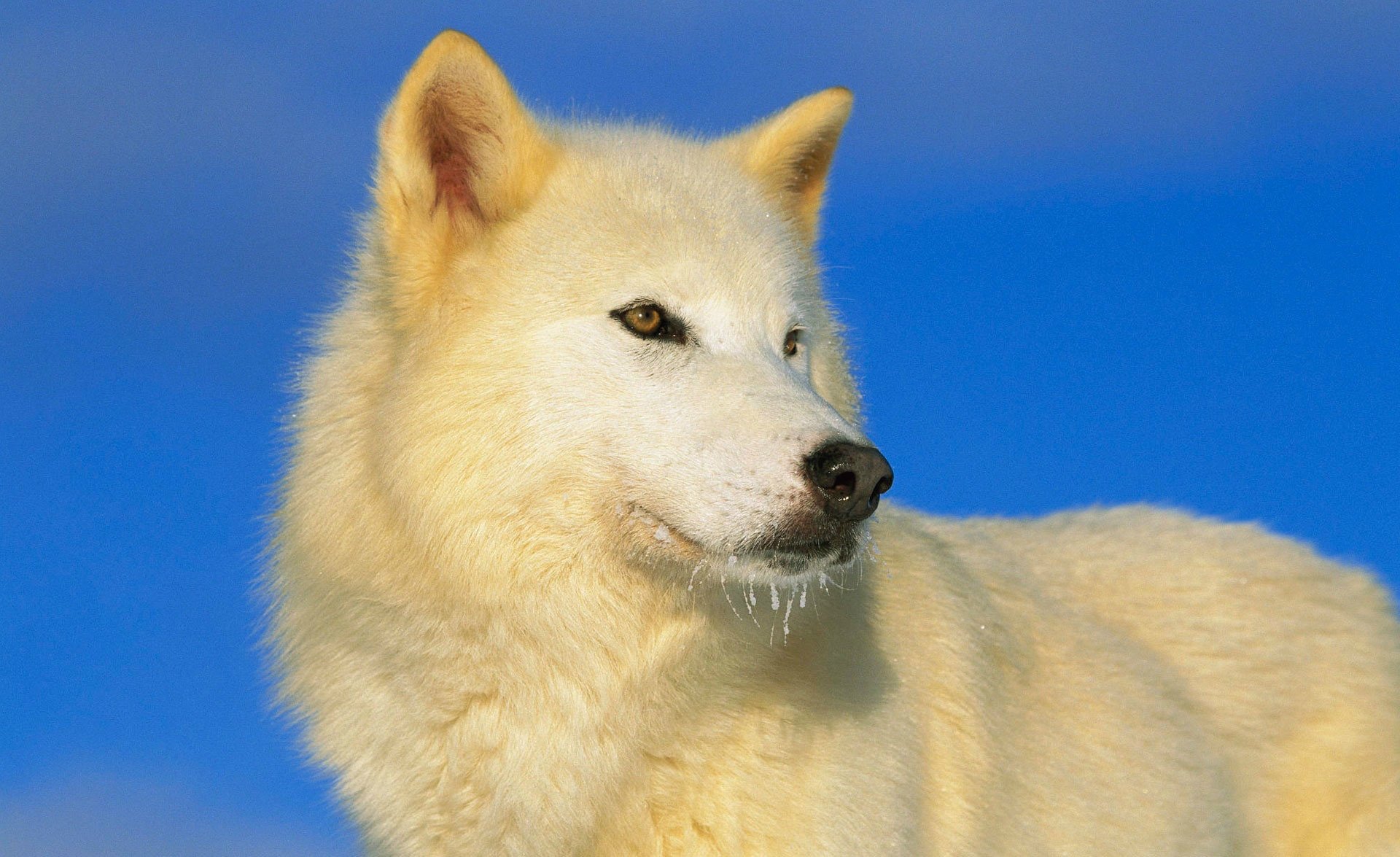 weißer wolf blau raubtier himmel blick