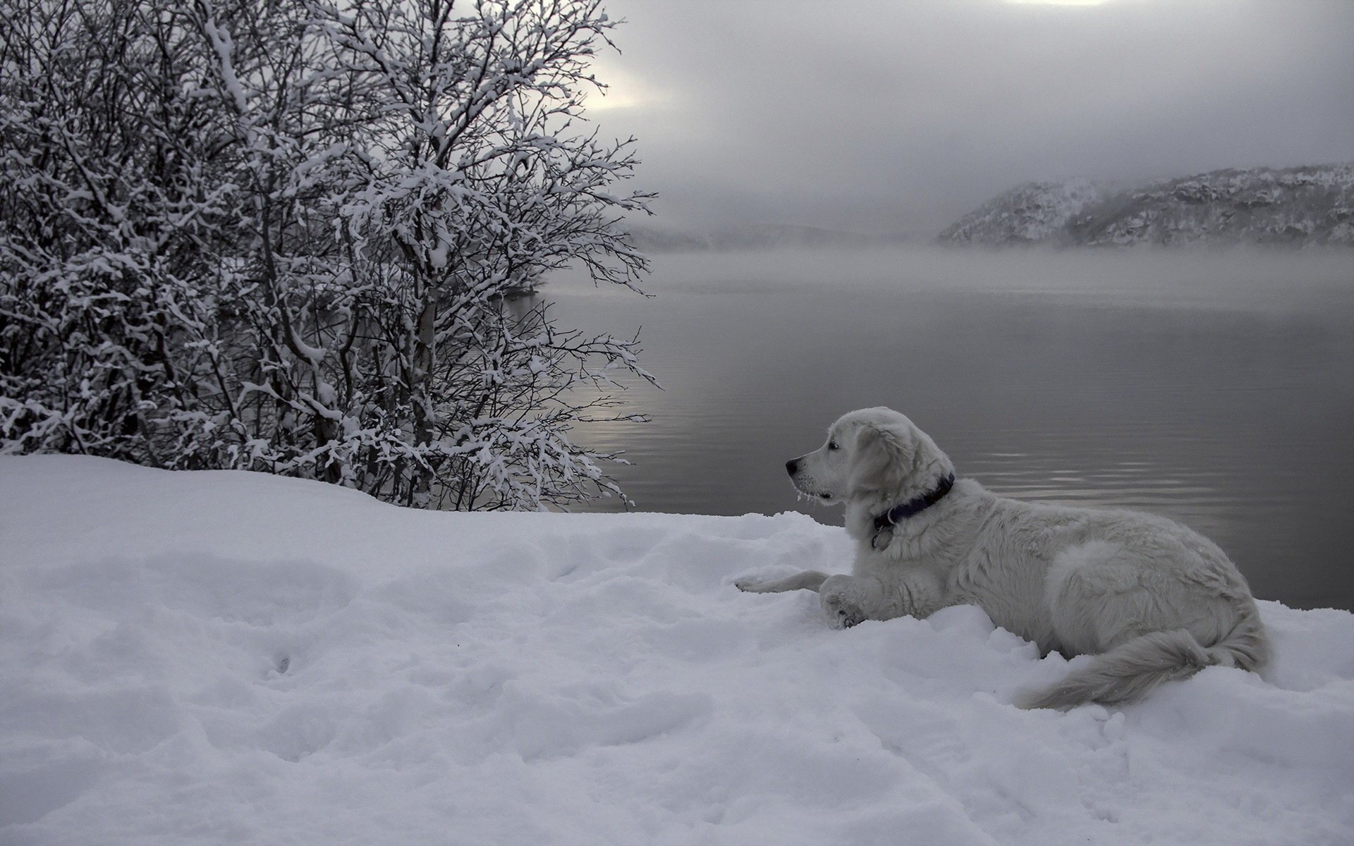 hund fluss schnee freund