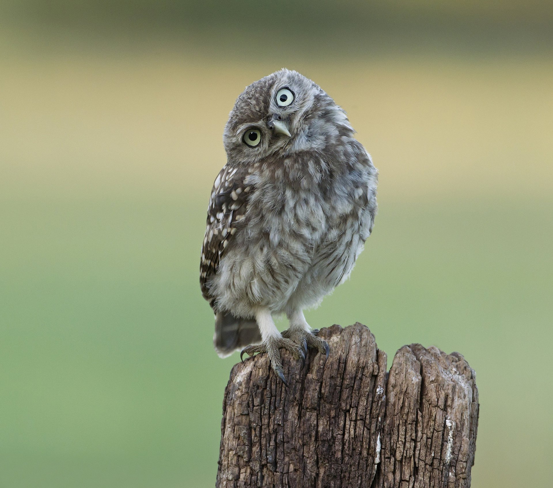 owl stump look bird