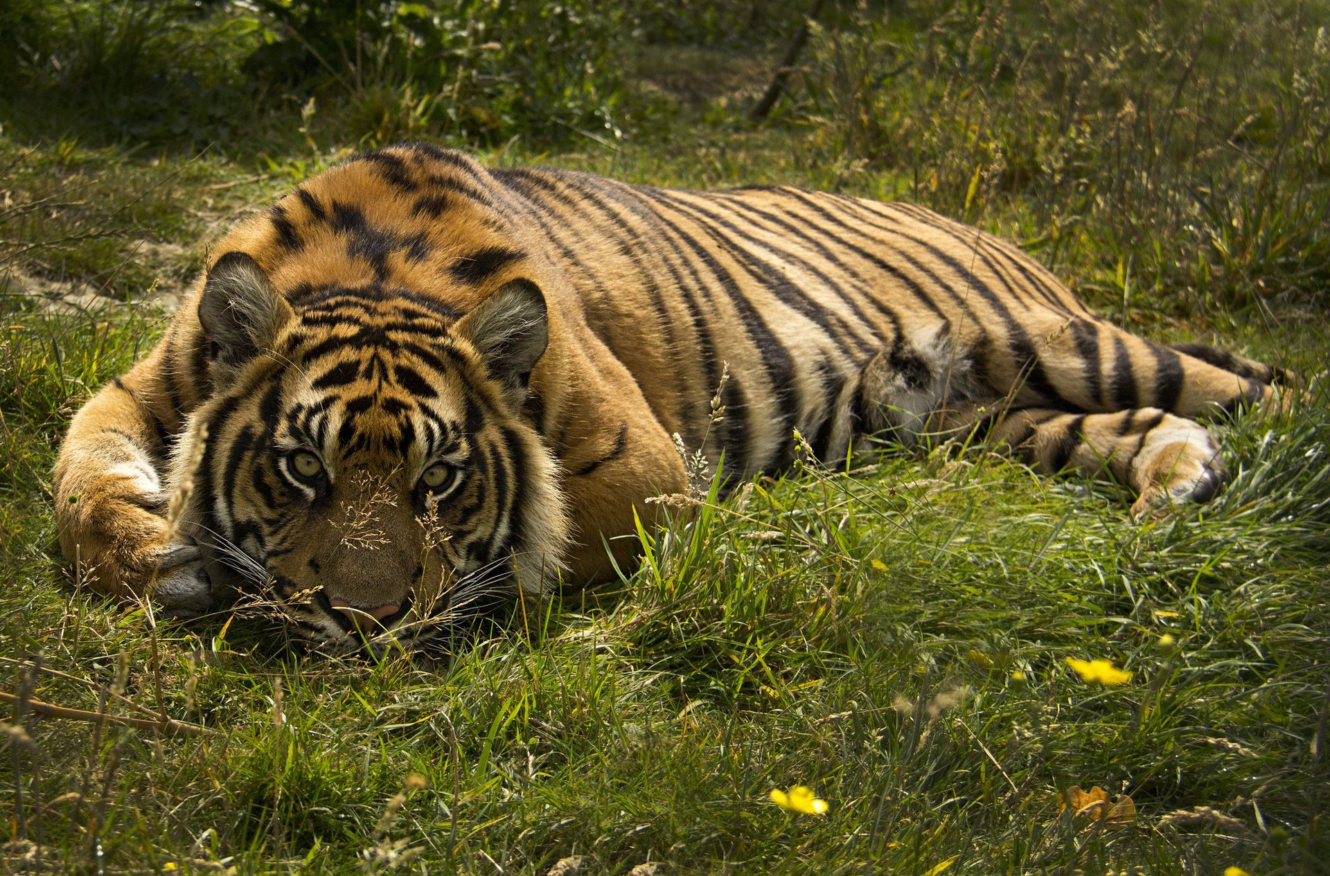 tigre depredador gato salvaje vista