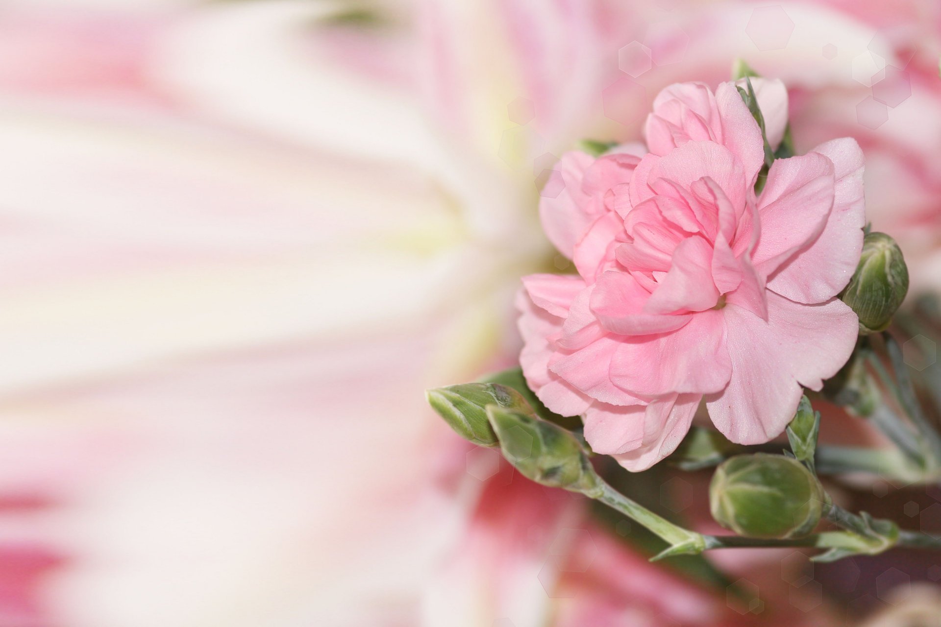 flower pink blur glare buds background
