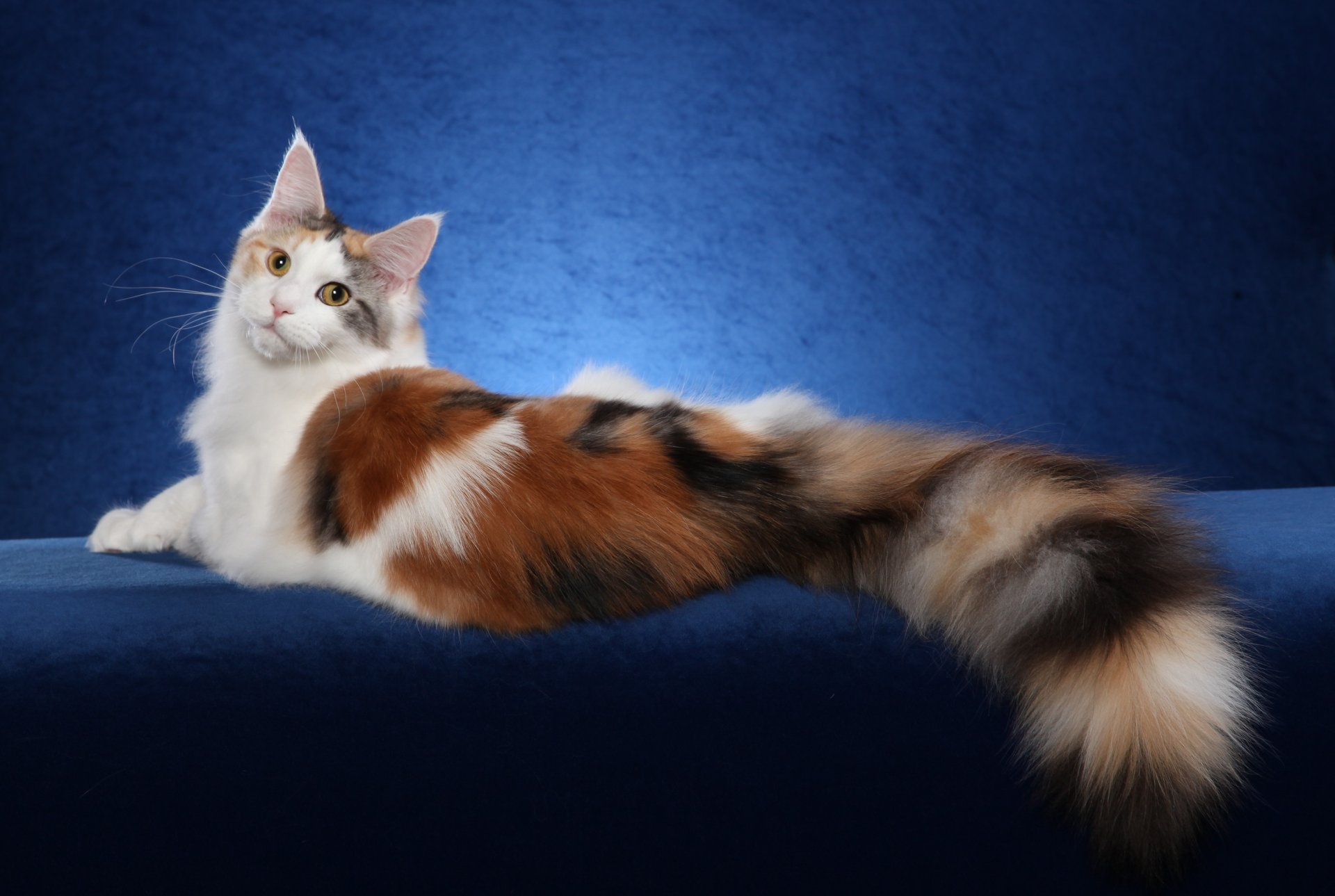 maine coon gato fondo papel pintado gato maine coon gato