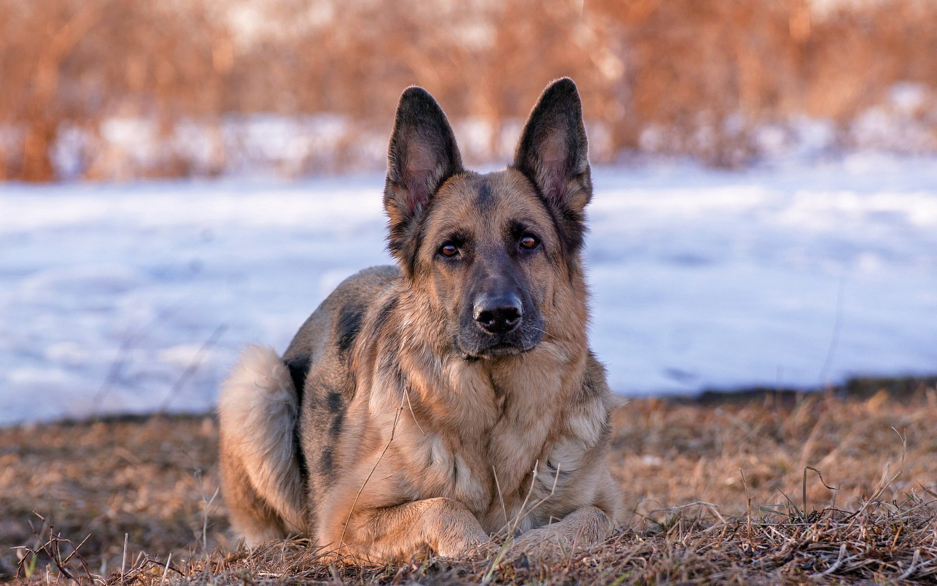 deutscher schäferhund freund hund blick