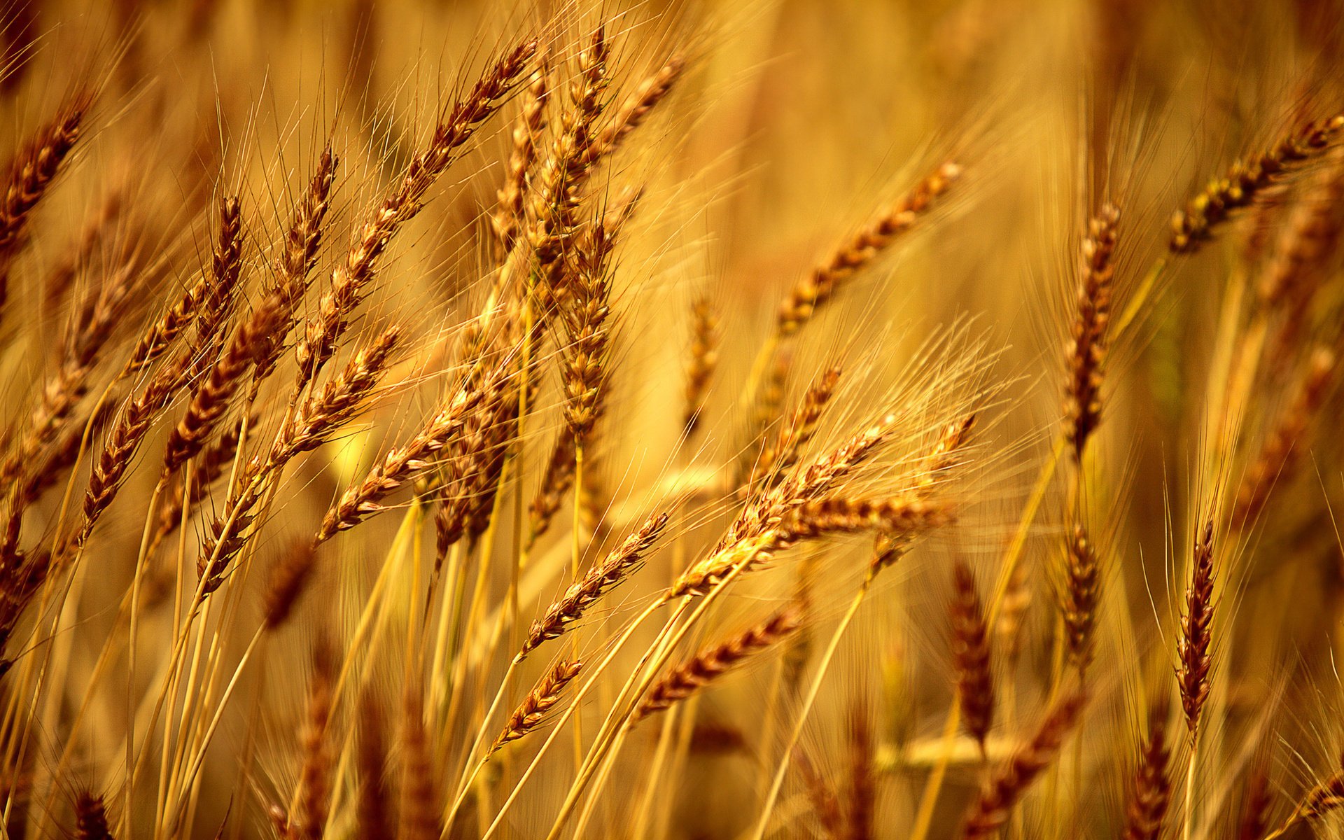 macro segale campo grano sfondo carta da parati macro