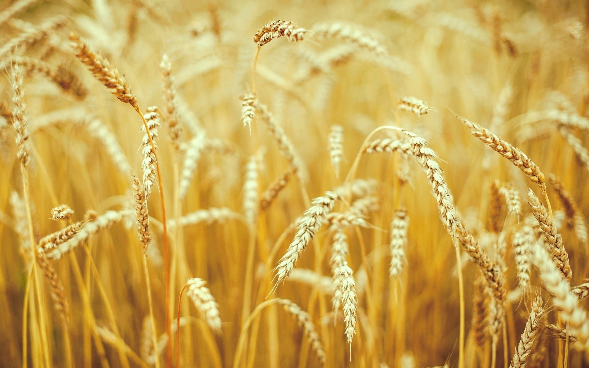 makro weizen roggen ähren ährchen natur