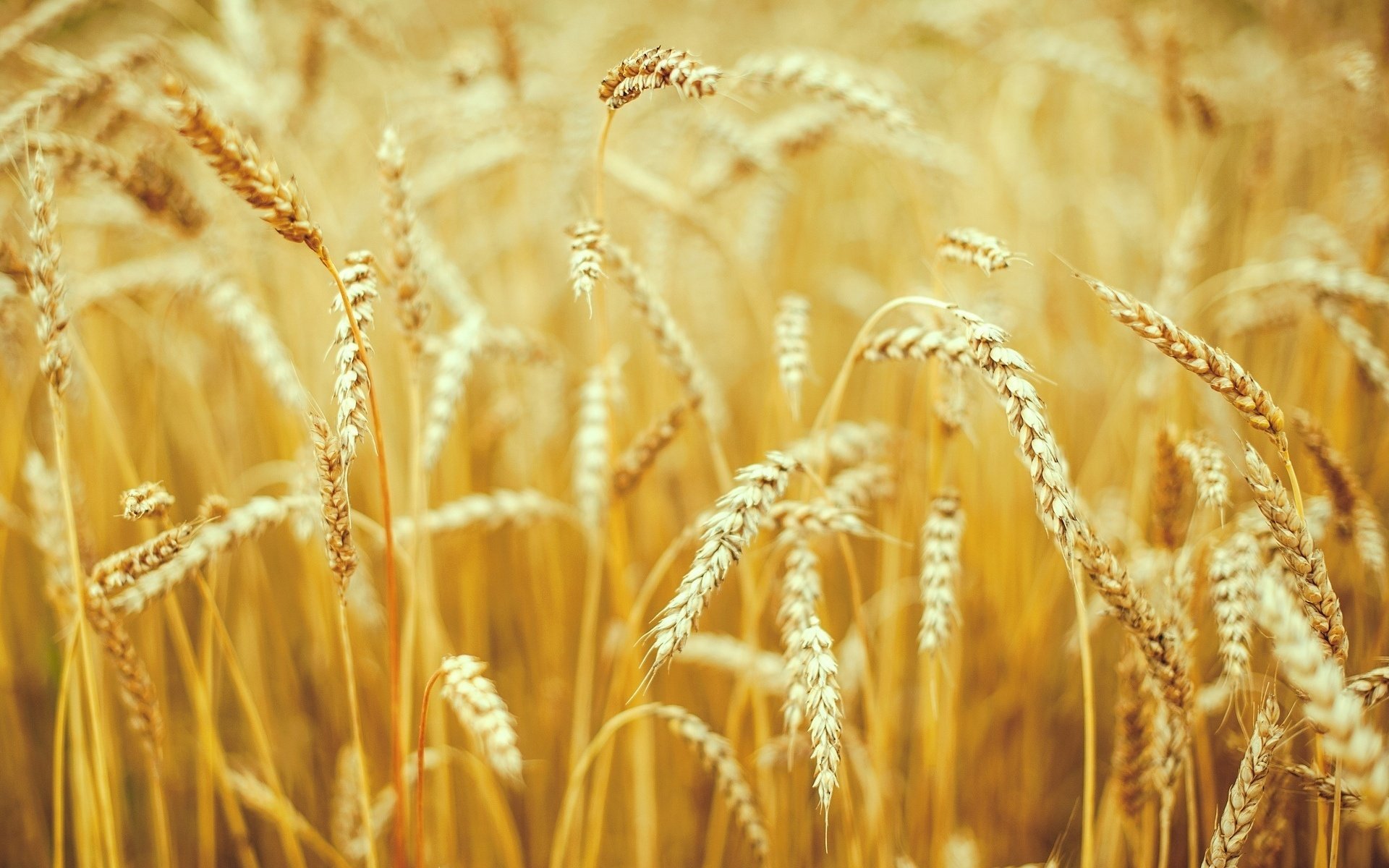 gros plan blé seigle épis épi nature