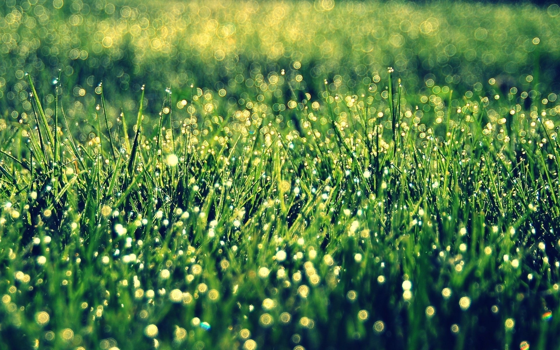 gros plan bokeh herbe végétation soleil fond verdure
