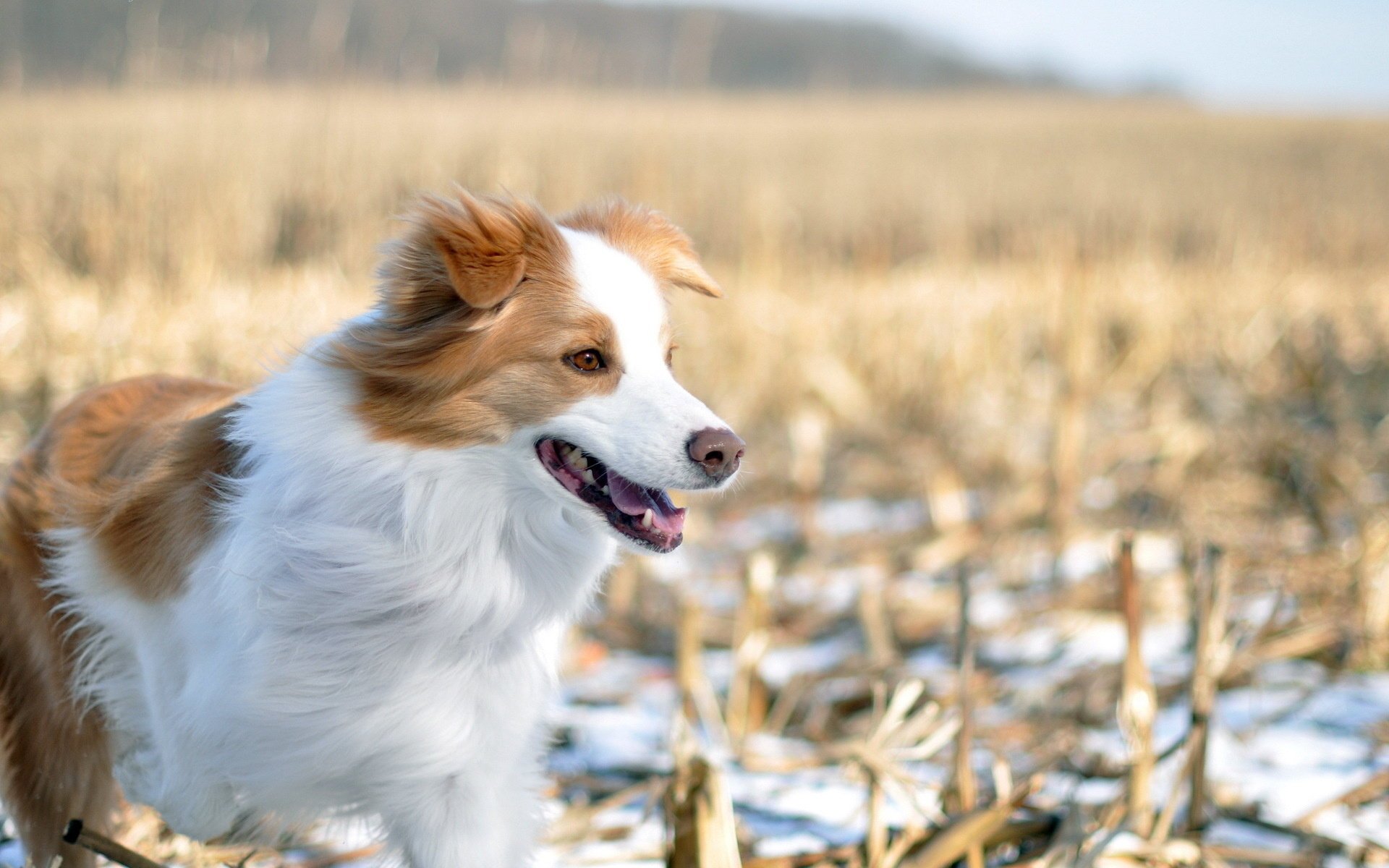 hund feld winter