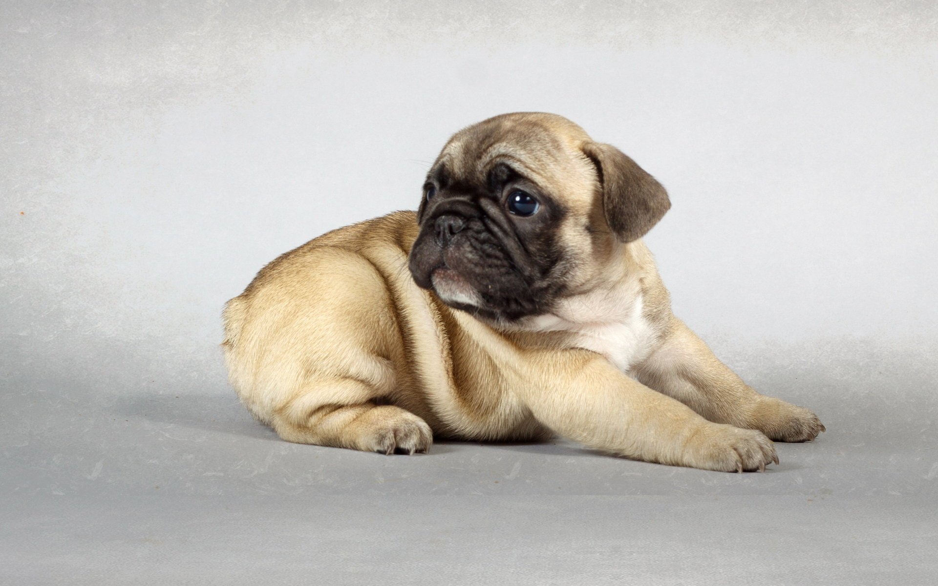 dog each look