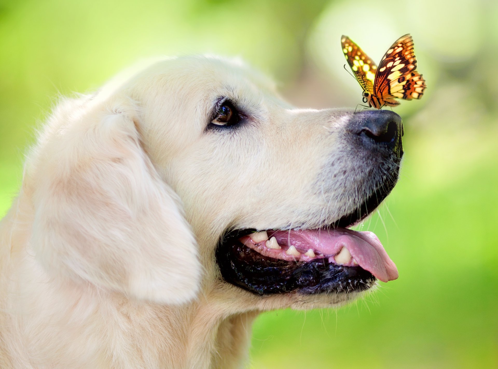 perro bokeh mariposa