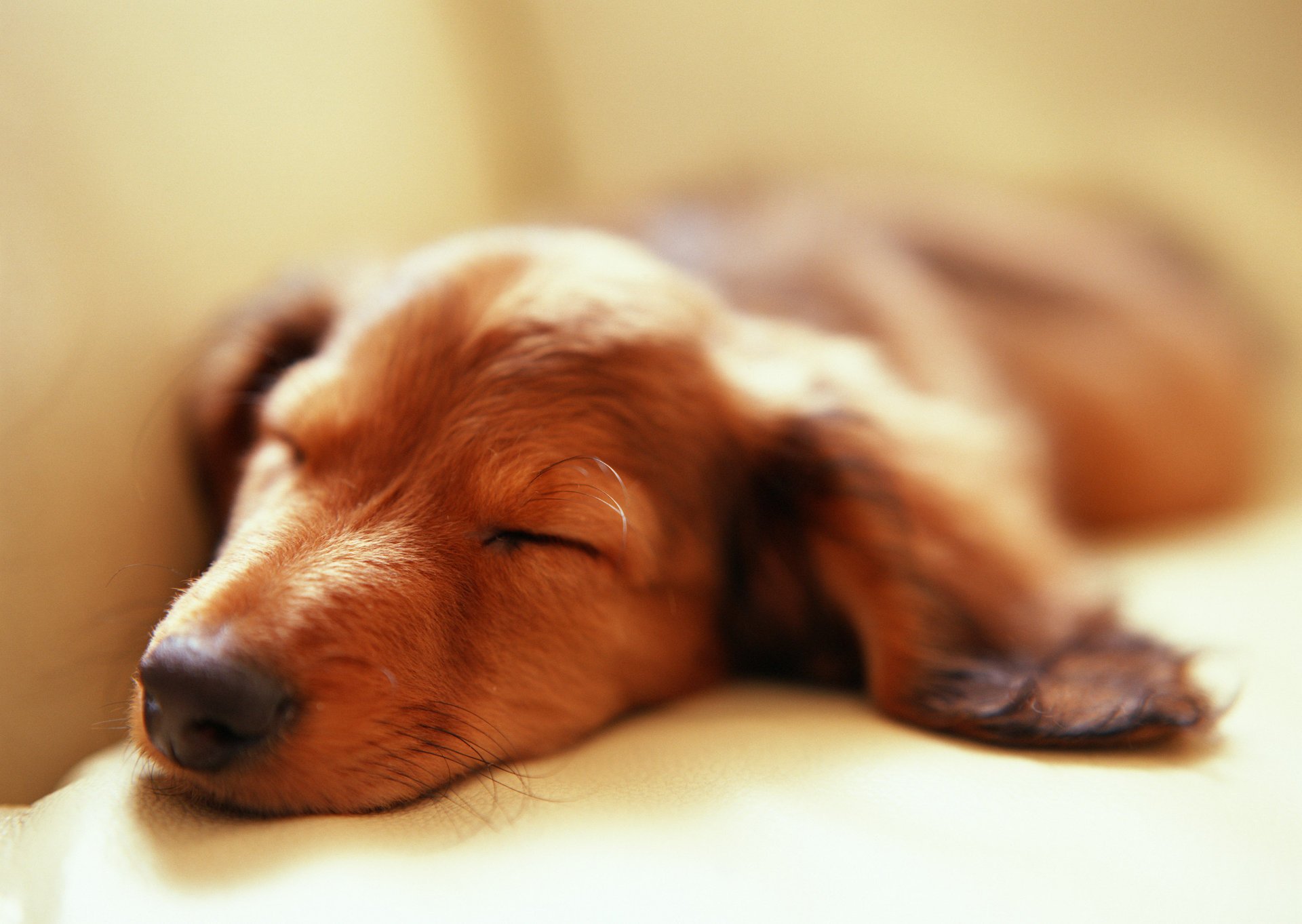 cane sonno orecchie