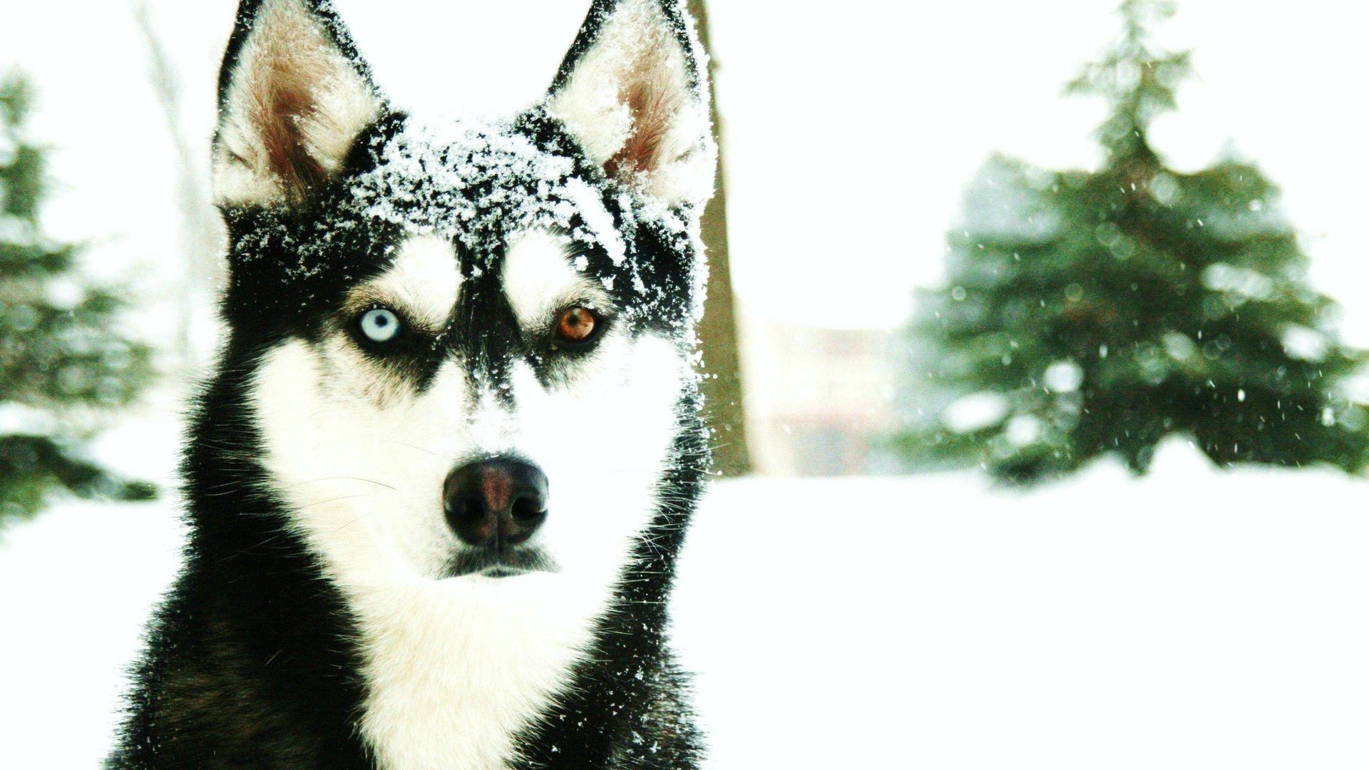 husky neige froid hiver