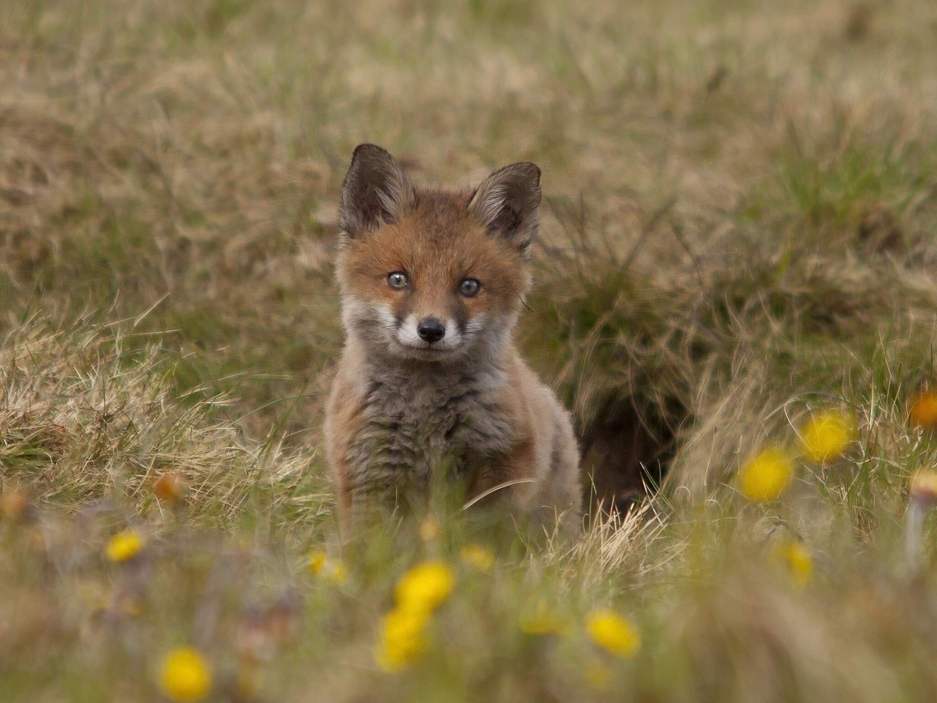 fox cub fox cub