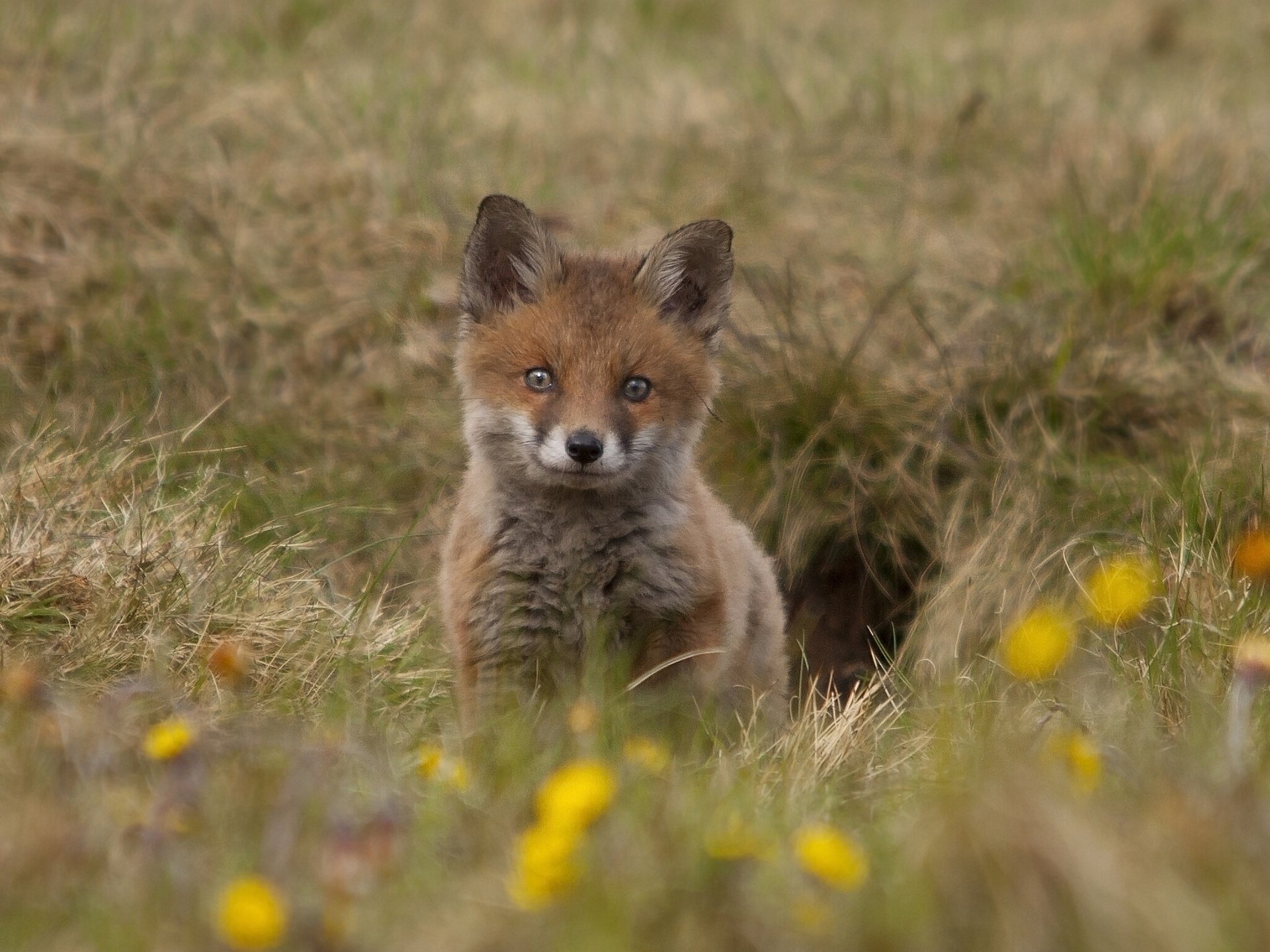 fuchs fuchs junge