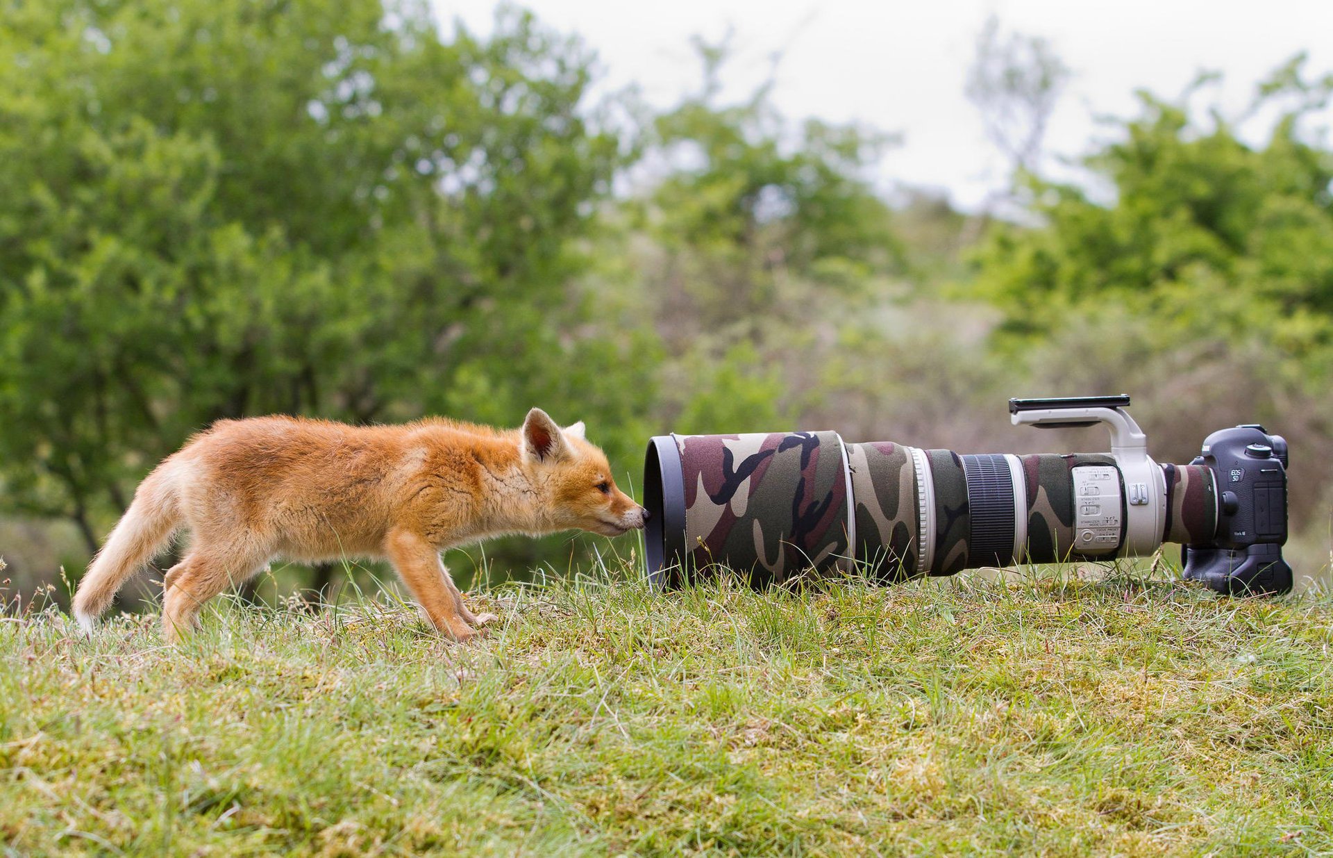 renard renard animal herbe nature caméra