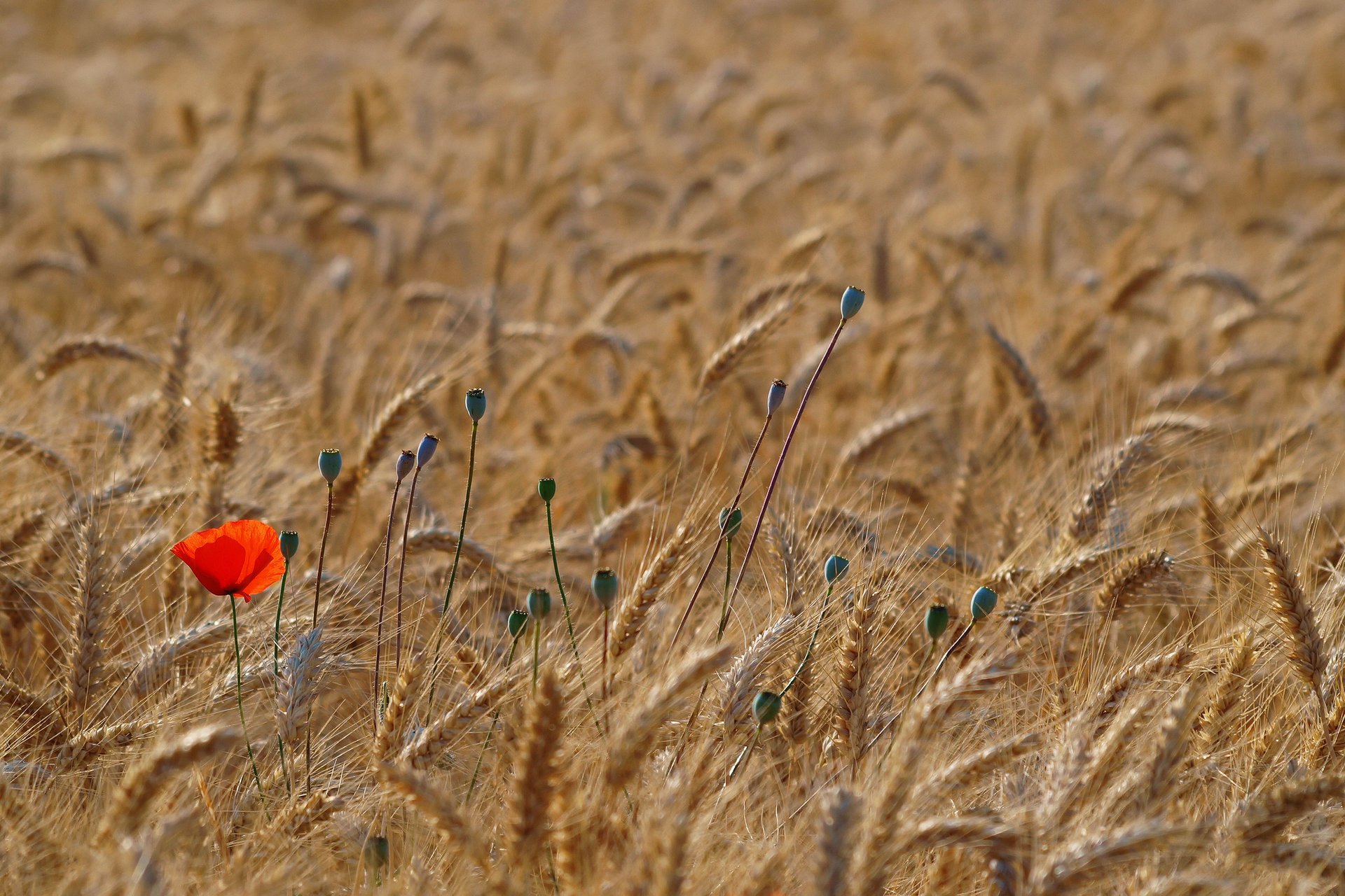 amapolas rojo amapola trigo campo espiguillas