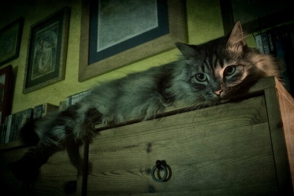 Fluffy dorme ga comò in legno