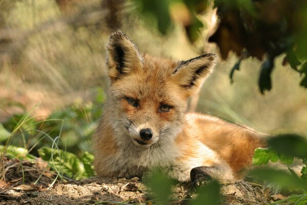 A red fox cub is resting on the ground