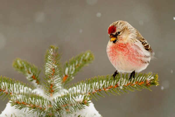 A bird with a red spot on its head is sitting on a snow-covered branch of a Christmas tree. Snow is falling