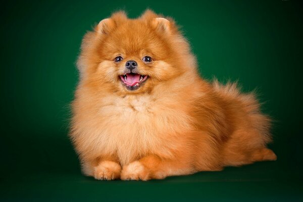 Lindo peludo Spitz se acuesta sobre su estómago