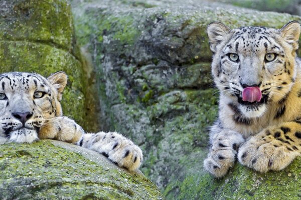 Feliz familia de leopardos de las Nieves