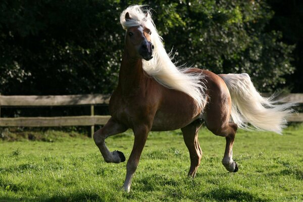 Un cheval brun avec une tache blanche sur le front et une crinière blanche court sur l herbe dans l enclos