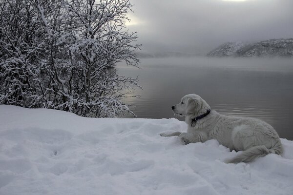 Schöner weißer Hund liegt im Schnee