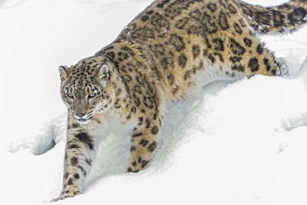 El leopardo de las Nieves camina sobre la nieve