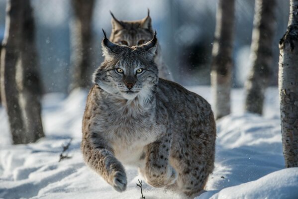 Deux Lynx se précipitent sur la neige blanche
