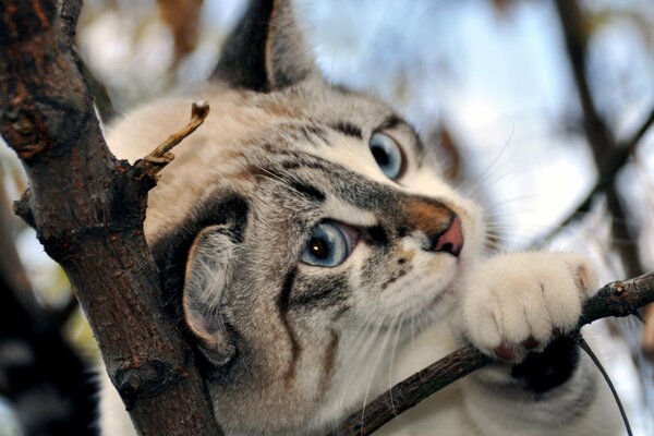 Katze mit blauen Augen und rosa Nase