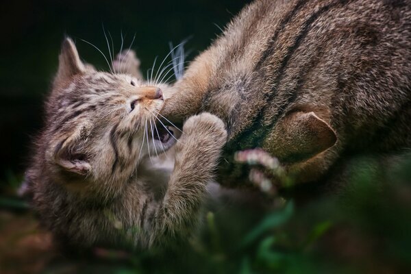 Gioco di gatto grigio con gattino